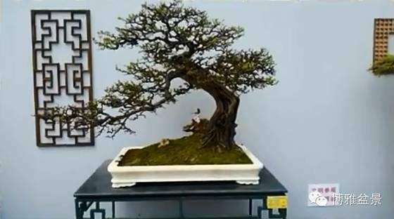 雀梅材料怎么制作成盆景 用什么方法 图片