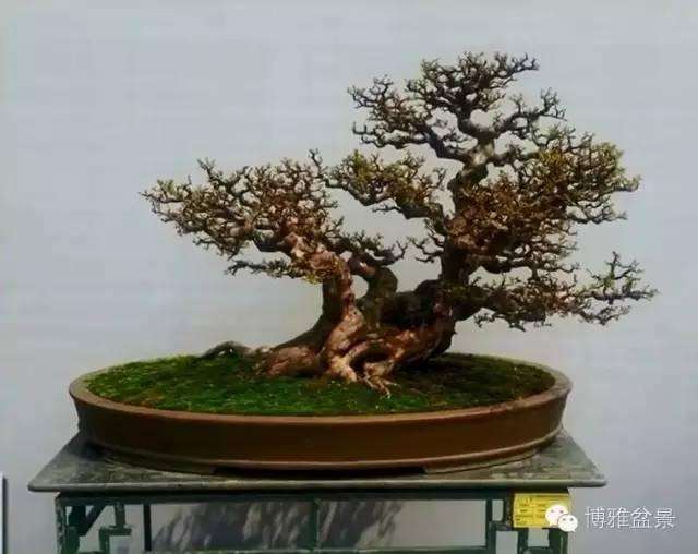 雀梅材料怎么制作成盆景 用什么方法 图片