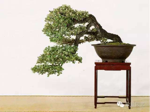 秋冬季盆景发芽怎么管理养护手册 图片