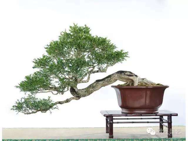 秋冬季盆景发芽怎么管理养护手册 图片