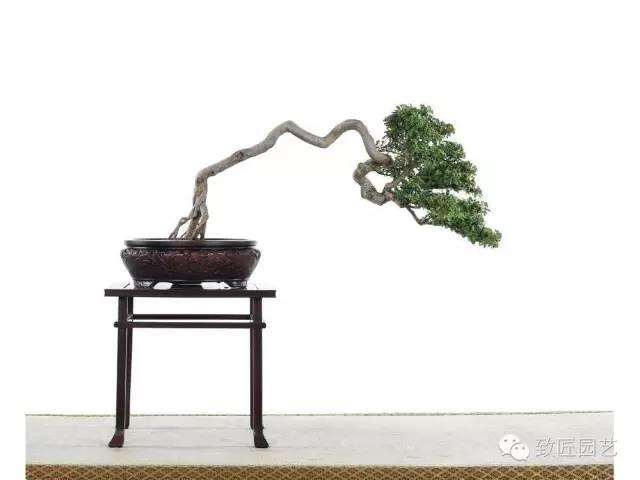 秋冬季盆景发芽怎么管理养护手册 图片