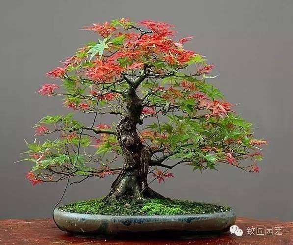 秋冬季盆景发芽怎么管理养护手册 图片