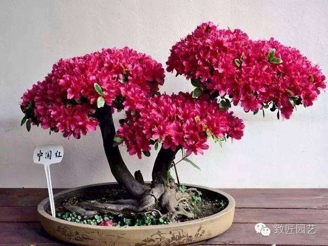 秋冬季盆景发芽怎么管理养护手册 图片