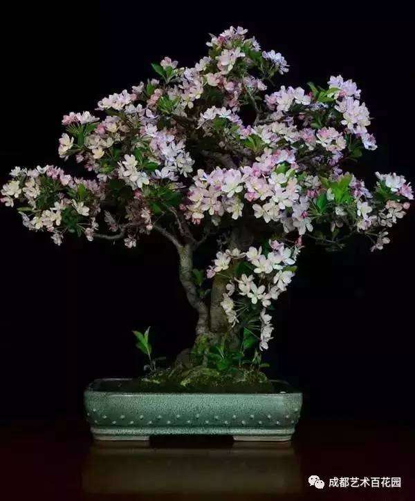 垂丝海棠盆景的浇水和施肥