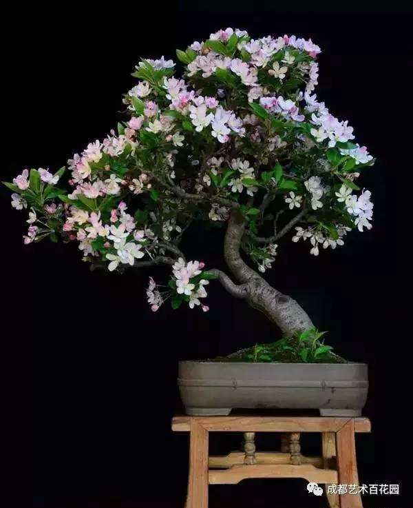 垂丝海棠盆景的浇水和施肥