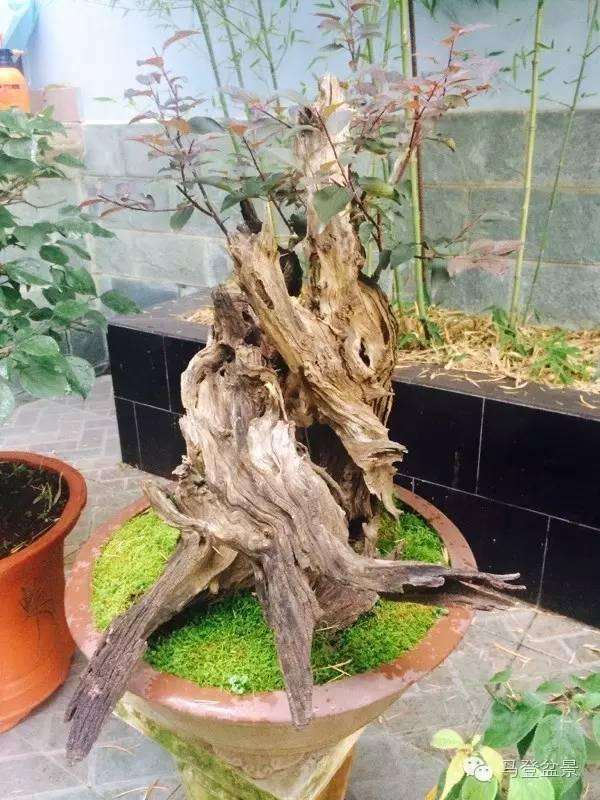 盆景中不可缺少的题材-梅花