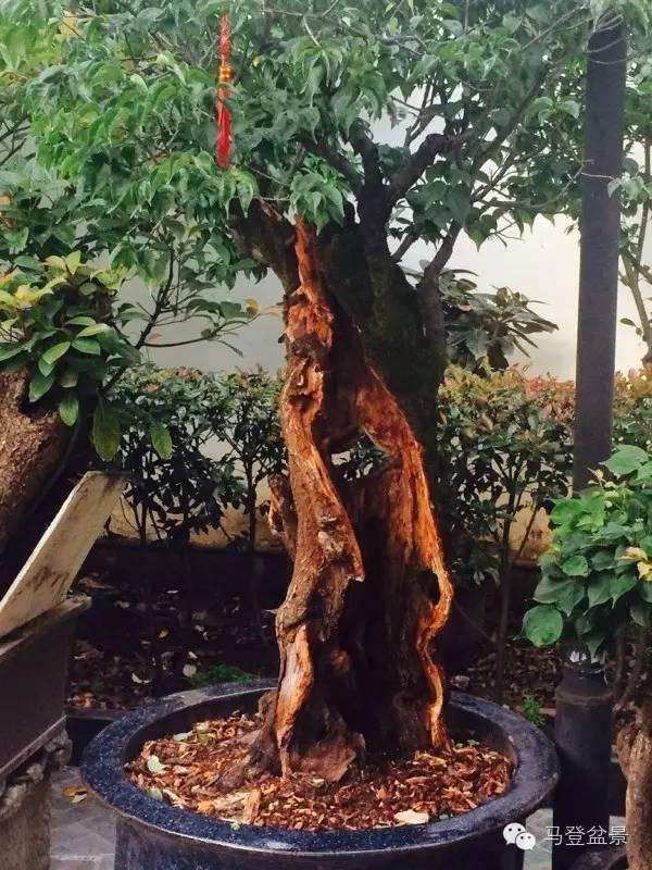 盆景中不可缺少的题材-梅花