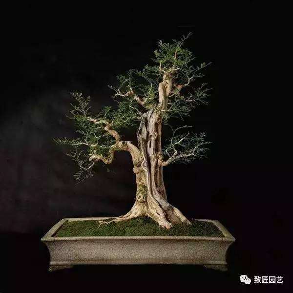 老桩盆景栽培中怎样使用生根剂 图片