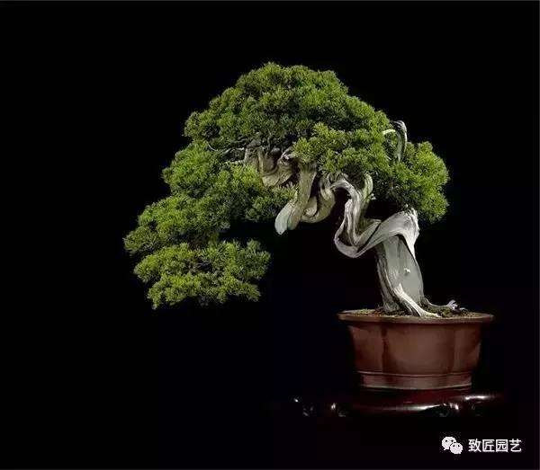 老桩盆景栽培中怎样使用生根剂 图片