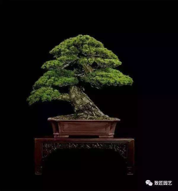 老桩盆景栽培中怎样使用生根剂 图片