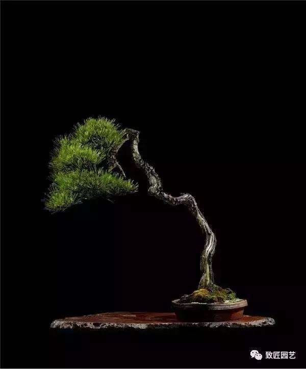 老桩盆景栽培中怎样使用生根剂 图片