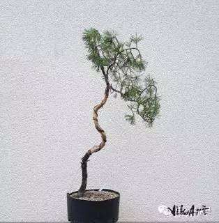 普通桩材变身精品文人树盆景