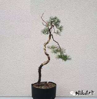 普通桩材变身精品文人树盆景