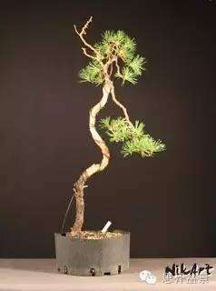 普通桩材变身精品文人树盆景