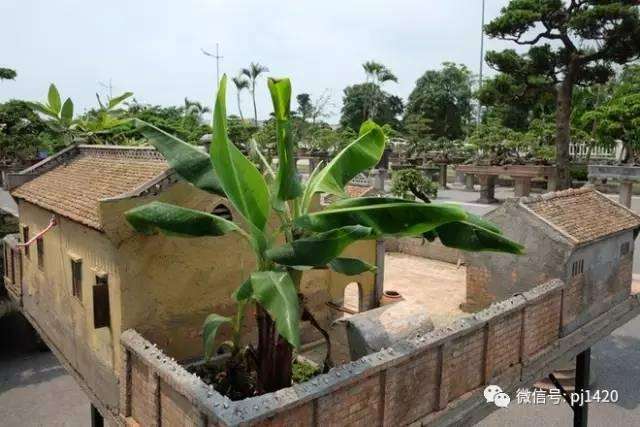 微缩的感动盆景达人打造的小世界