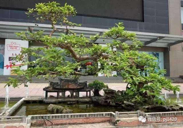 盆景爱好创造的一个微缩景观