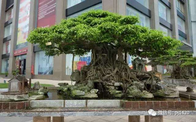 在瓶子里养植物 微缩盆景探索自然无穷魅力