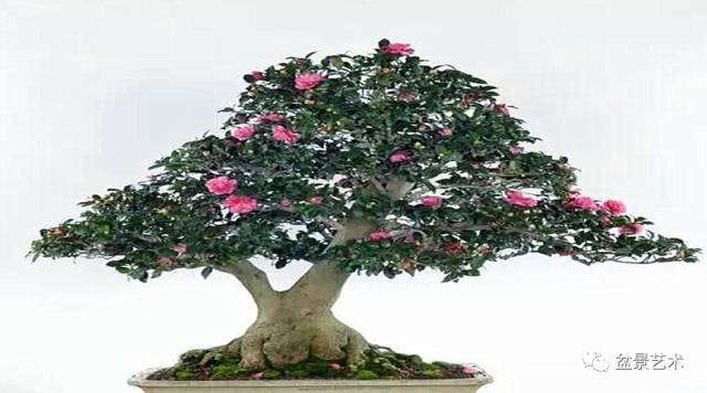 茶花盆景怎么扦插的方法