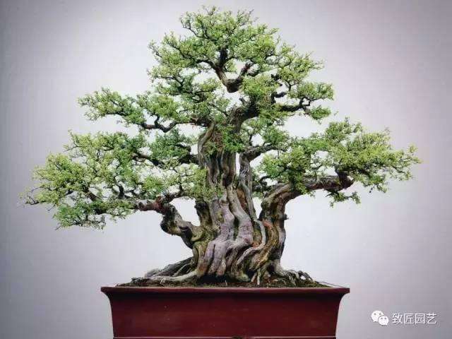 雀梅盆景的枝叶多修剪成自然式