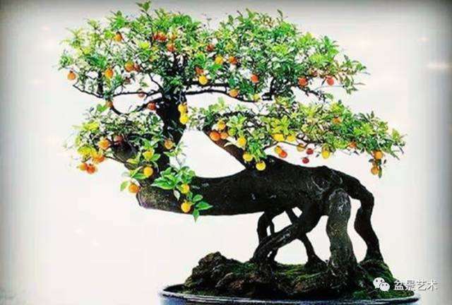 金弹子盆景生长习性与物种分布