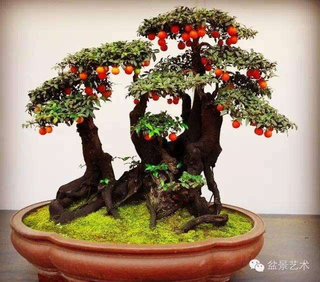 金弹子在中国华东、华南、华中地区都有分布和栽培