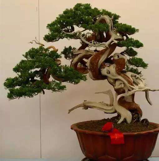 细数中国树木盆景艺术的五大流派