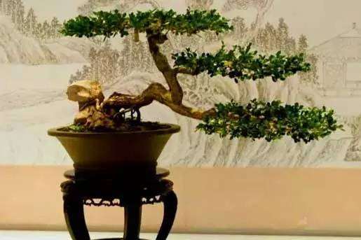 细数中国树木盆景艺术的五大流派