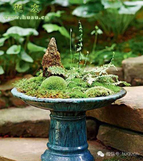 苔藓盆景清新植物微观小世界