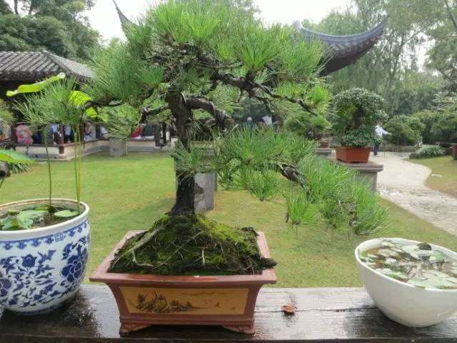 盆景中的植物风水学