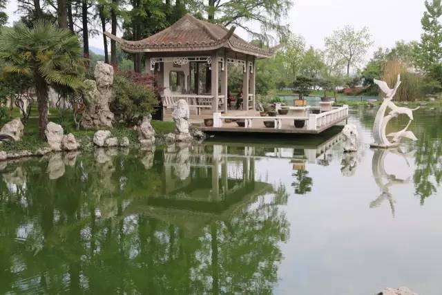 盆景中的植物风水学