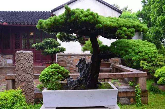 最吉祥的家里盆景树种包括