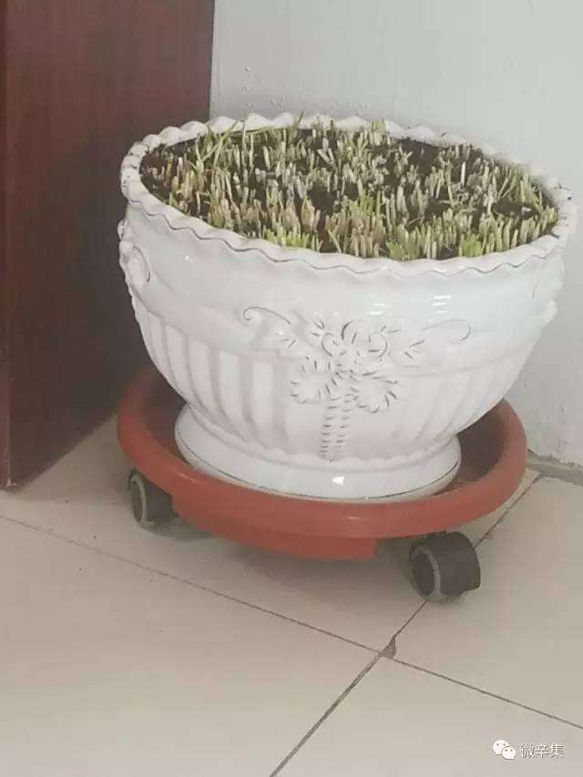 韭菜盆景---时尚新宠