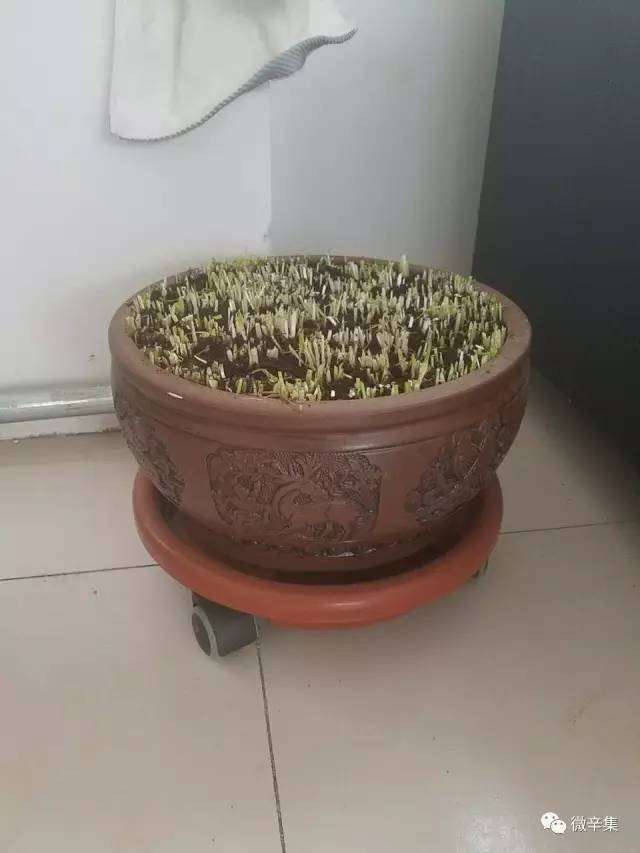 黄韭盆景直送到家，健康生活从这开始