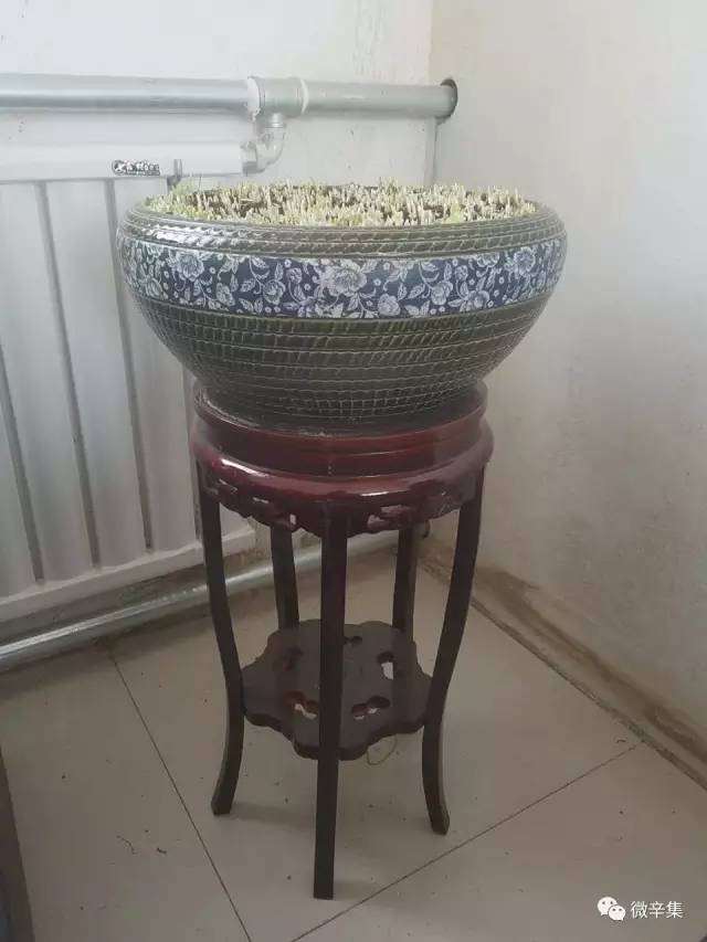 即可当作盆景，美观大方