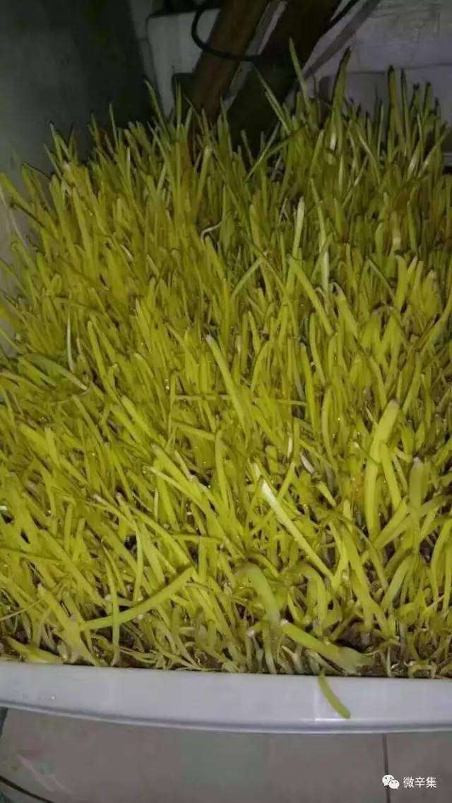 黄韭盆景直送到家，健康生活从这开始