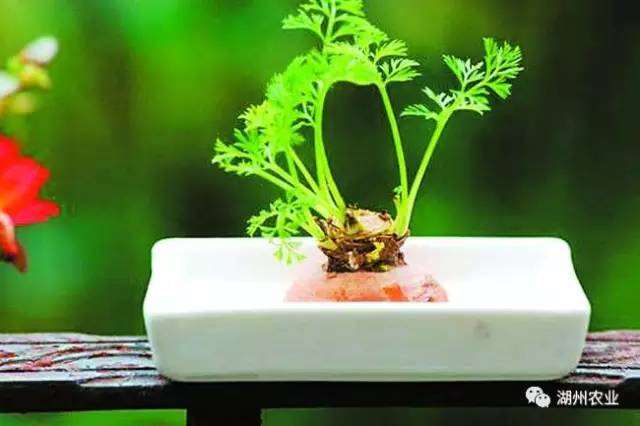 盆景蔬菜 原来蔬菜还可以这样折腾