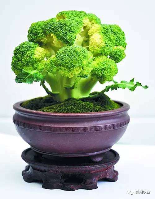 盆景蔬菜 原来蔬菜还可以这样折腾