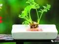 盆景蔬菜 原来蔬菜还可以这样折腾