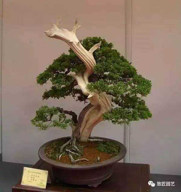 树木盆景常用的植物生长调节剂