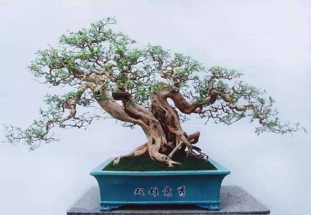 三年前最美的杂木盆景 你喜欢哪种？