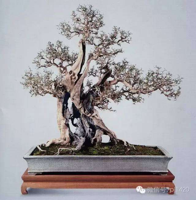 三年前最美的杂木盆景 你喜欢哪种？