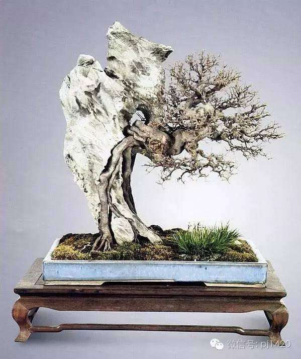 三年前最美的杂木盆景 你喜欢哪种？