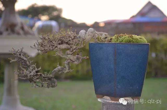 青龙盆景的完成远景(下)