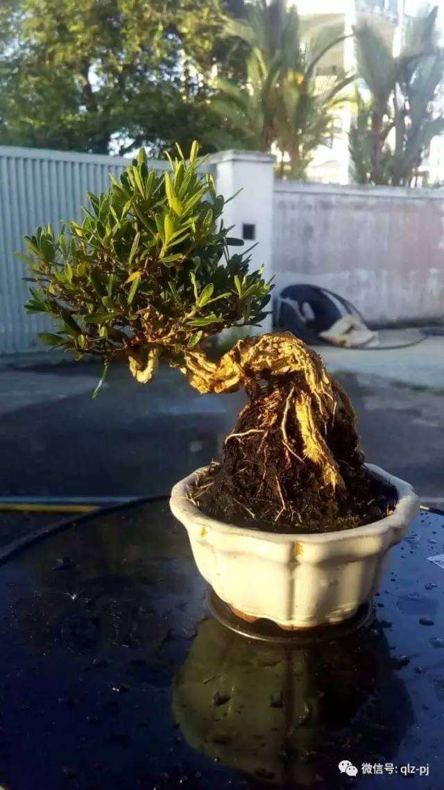 青龙盆景的完成远景(下)