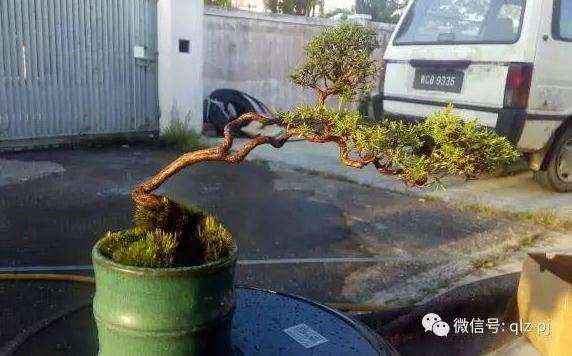 青龙盆景的完成远景(下)