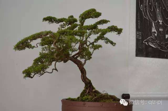 青龙盆景的完成远景(上)