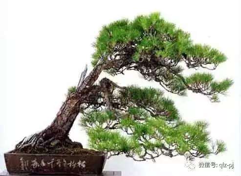 这几件盆景,树干为什么任凭斜势长成?