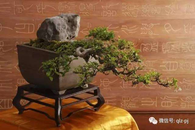 盆景能走进千家万户吗？