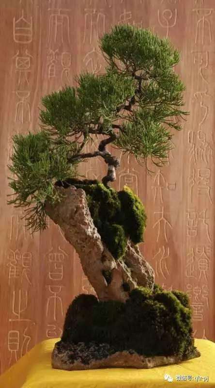 盆景要走进群众生活，敎育的普及才是关键问题