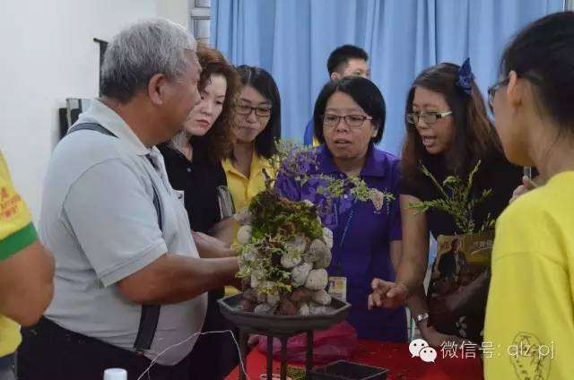 且说嫁接之用于盆景